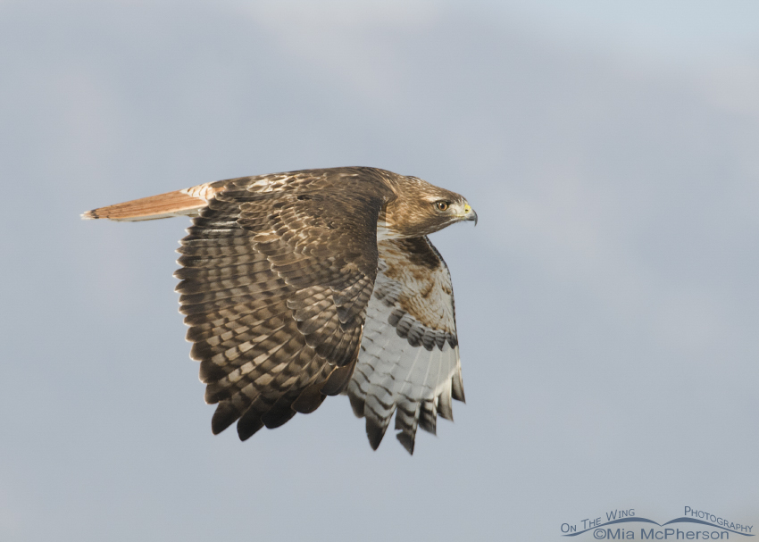 A Red-tailed Hawk on a cold winter day