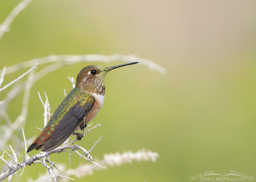 Perched Rufous Hummingbird