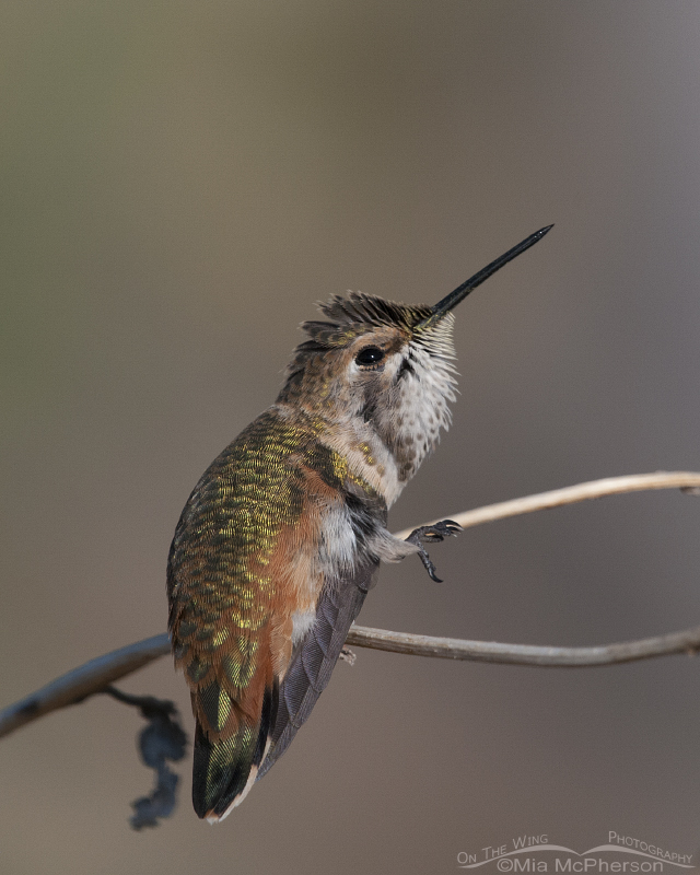 Rufous Hummingbird scratching, Antelope Island State Park, Davis County, Utah