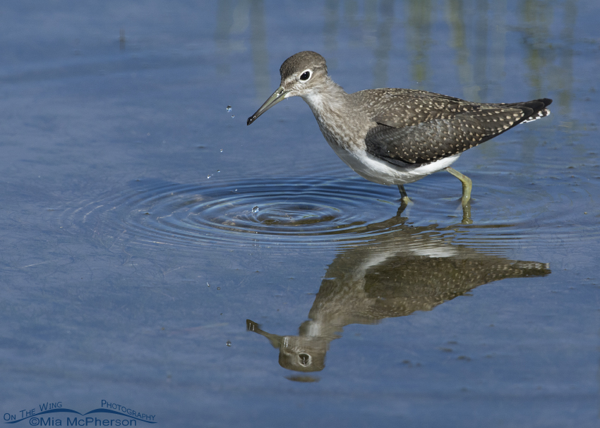 Solitary Sandpiper Images