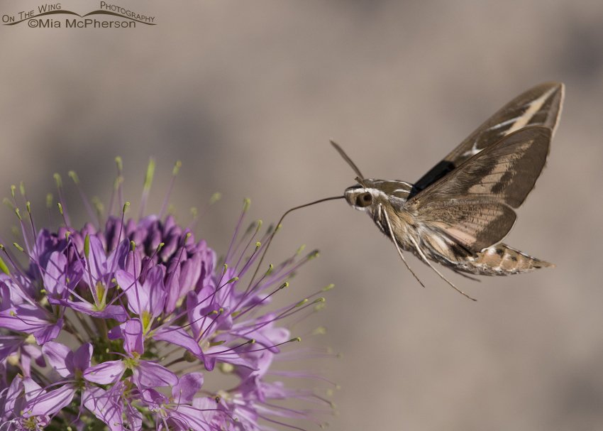 White-lined Sphinx Moth Images