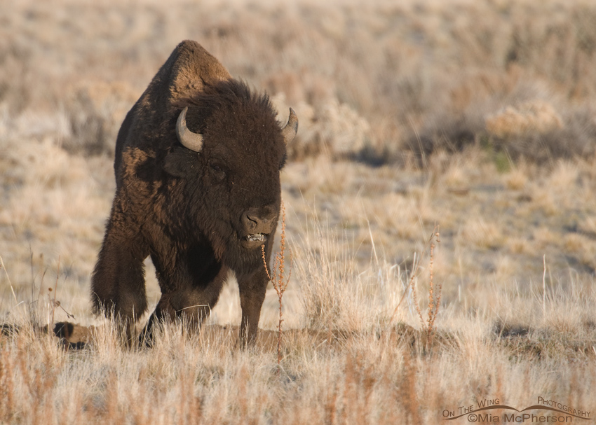 A ticked off Bison Bull