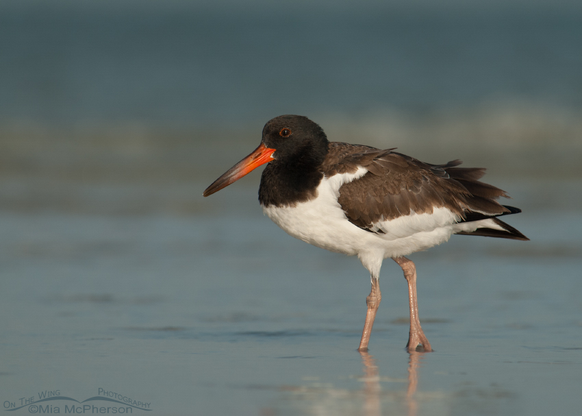 Juvenile American Oystercatcher in stormy light