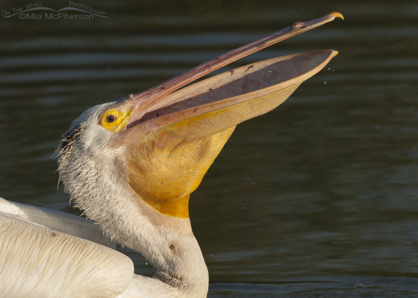 Portrait of an American White Pelican