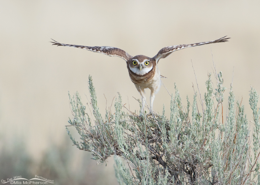 Juvenile Burrowing Owl attempting to regain its balance