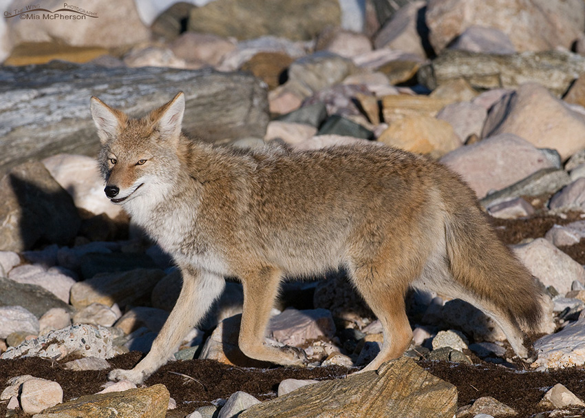 Coyote on the shore of the Great Salt Lake 2