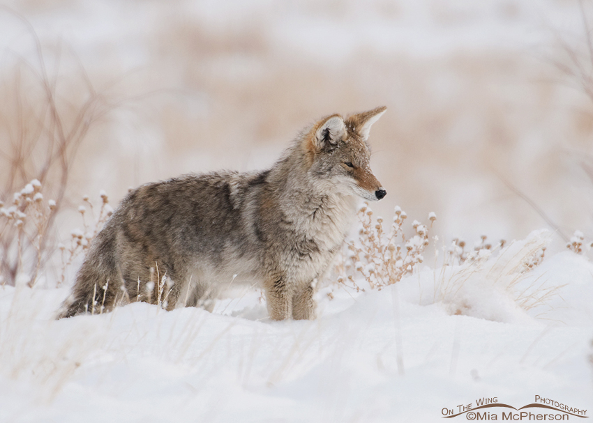 Coyote deep in the snow