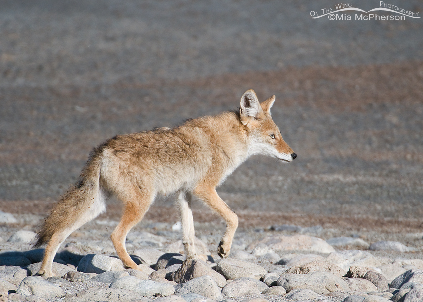 A young Coyote on the edge of the Great Salt Lake