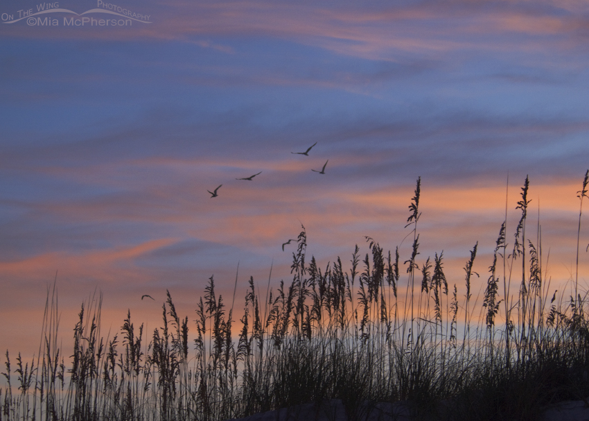 Multicolored sunrise with Black Skimmers at Fort De Soto