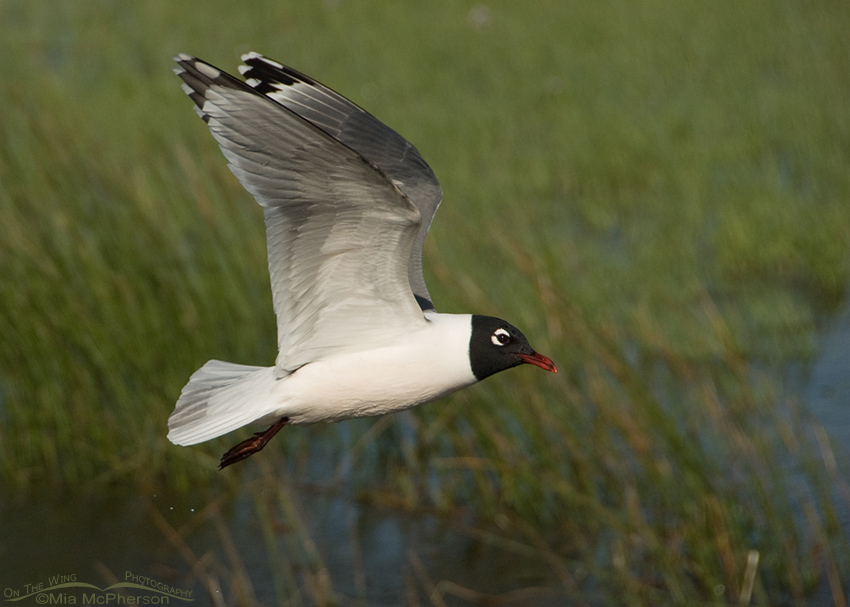 Franklin's Gull Images