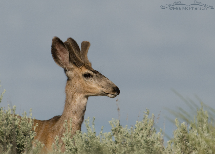 Mule Deer in the sagebrush, Antelope Island State Park, Davis County, Utah