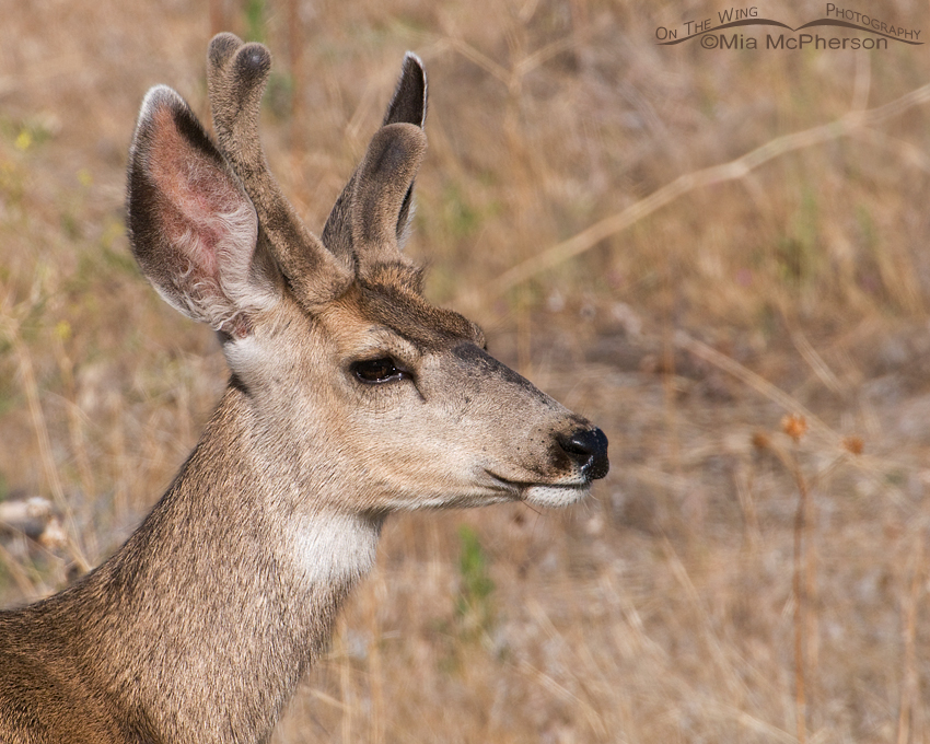 Atypical Mule Deer buck, Antelope Island State Park, Davis County, Utah