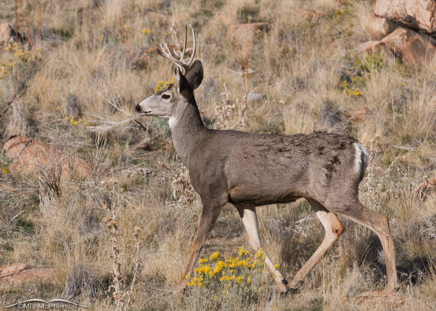 Mule Deer on a rocky hillside, Antelope Island State Park, Utah