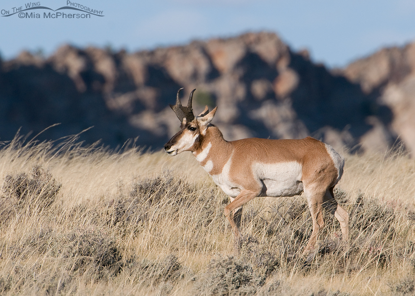 Pronghorn buck keeping an eye on his does