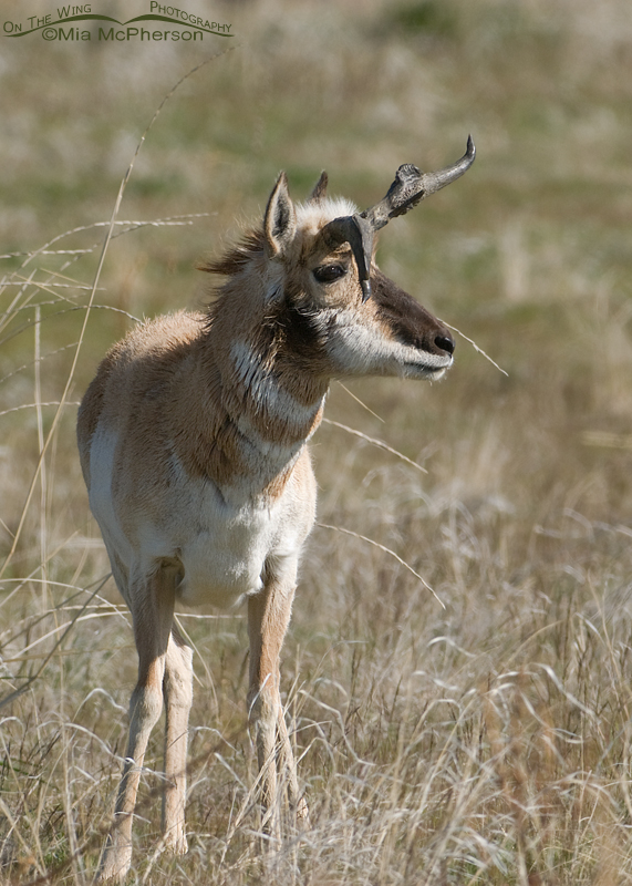 Pronghorn buck with misshapen horns