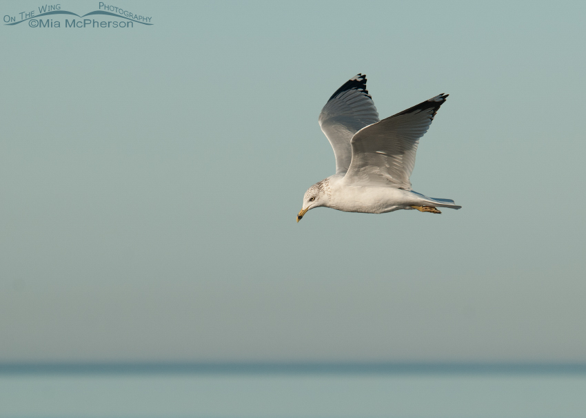 Ring-billed Gull in flight over the Gulf