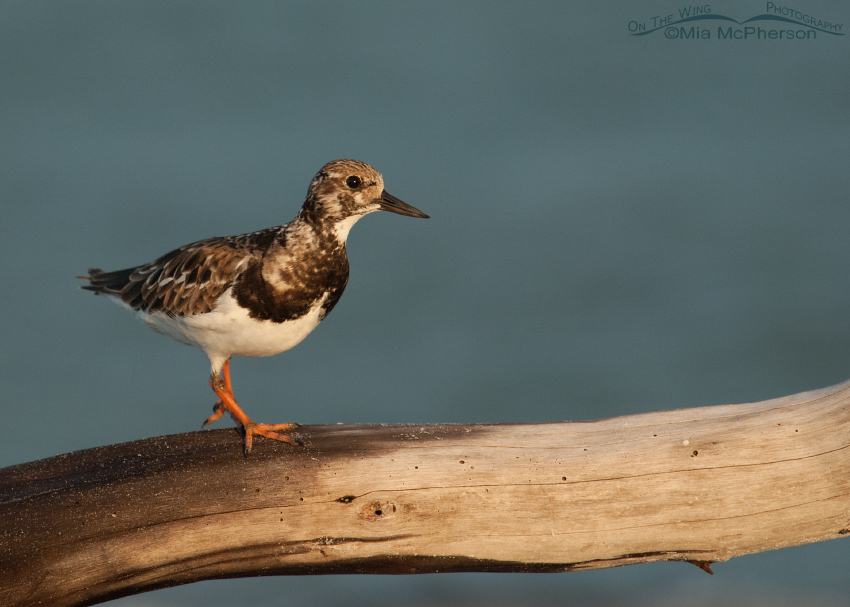 Alert Ruddy Turnstone on driftwood at Fort De Soto County Park, Pinellas County, Florida