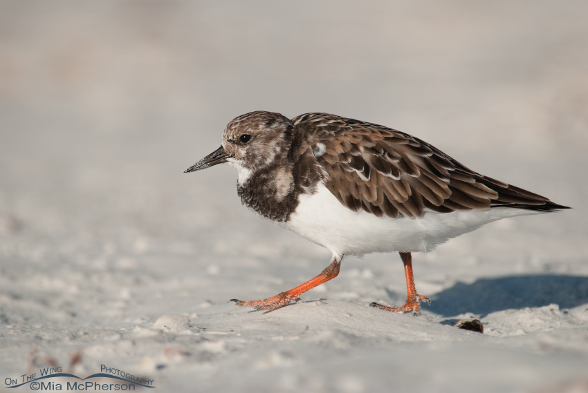 Walking Ruddy Turnstone at Fort De Soto County Park, Pinellas County, Florida