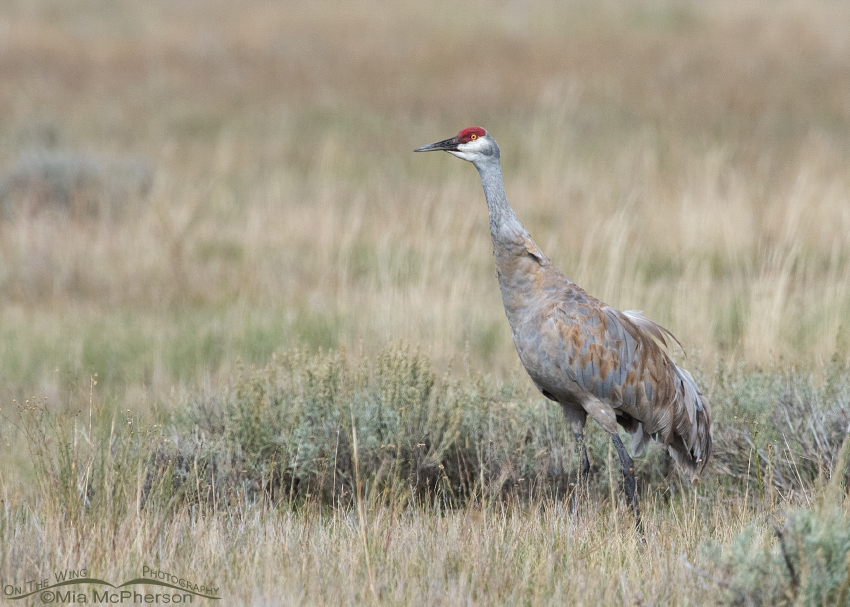 Female Sandhill Crane in a field