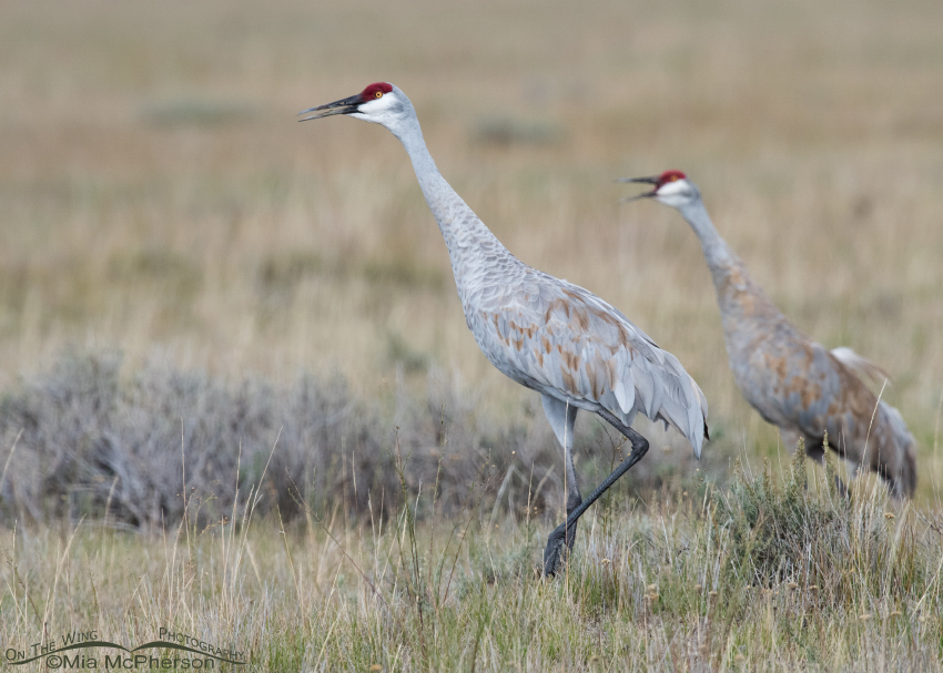 Mated pair of Sandhill Cranes