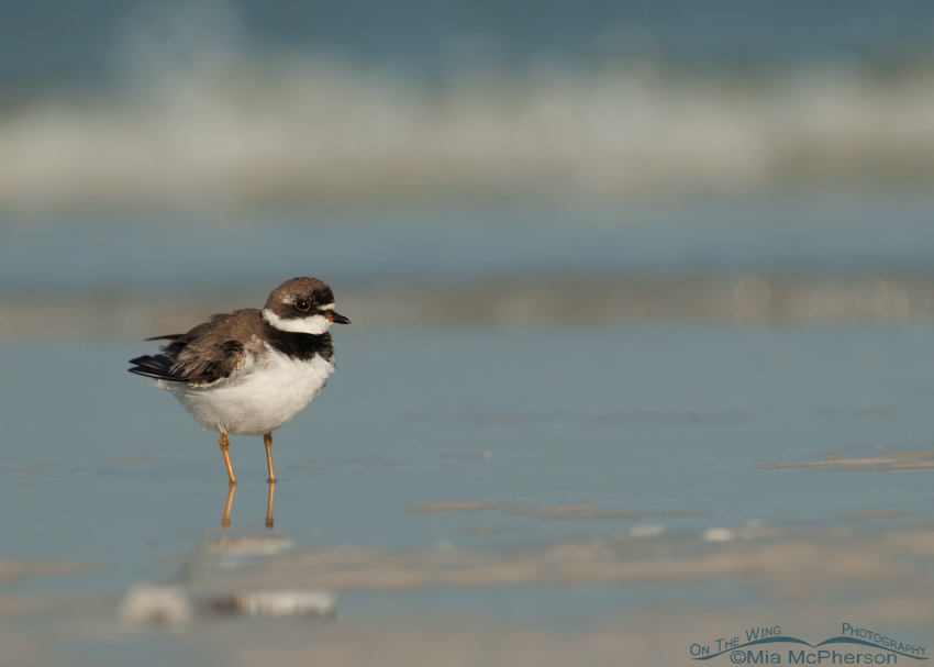 Fluffy Semipalmated Plover