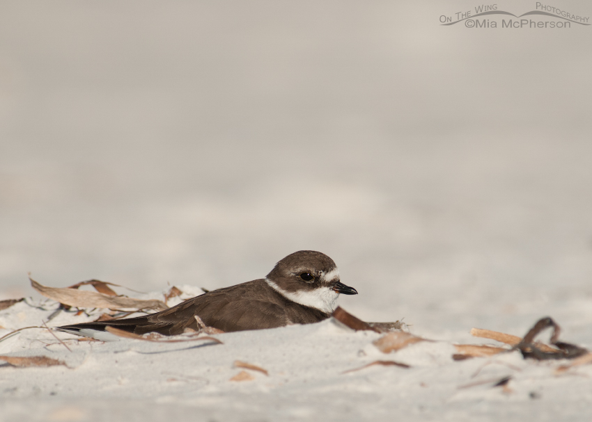 Resting Semipalmated Plover