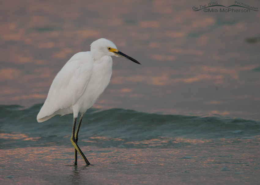 Snowy Egret and a pastel sunrise on the shoreline of the Gulf at Fort De Soto, Florida