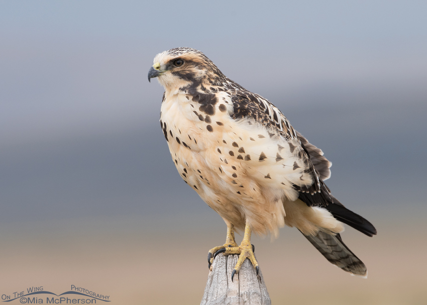 Light morph juvenile Swainson's Hawk
