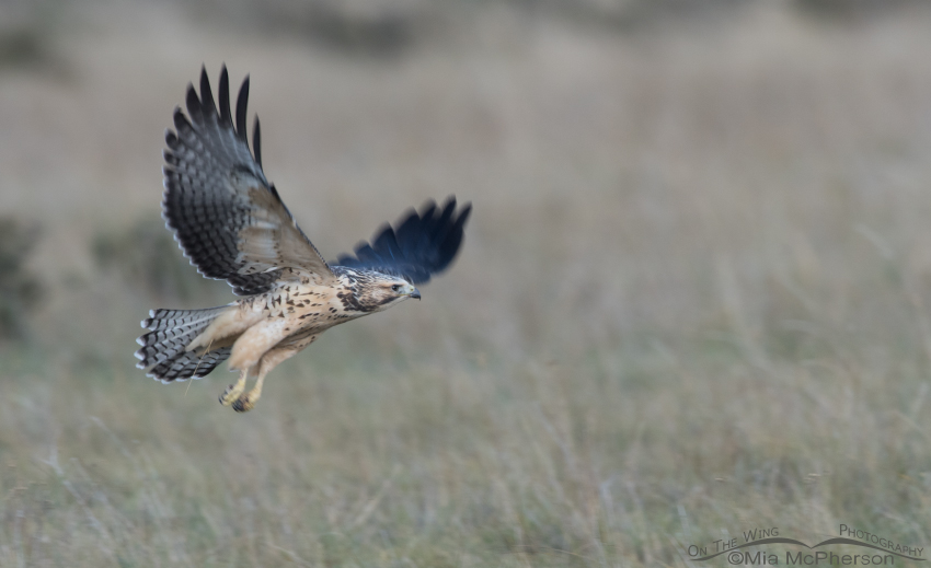 Juvenile Swainson's Hawk taking flight in poor light