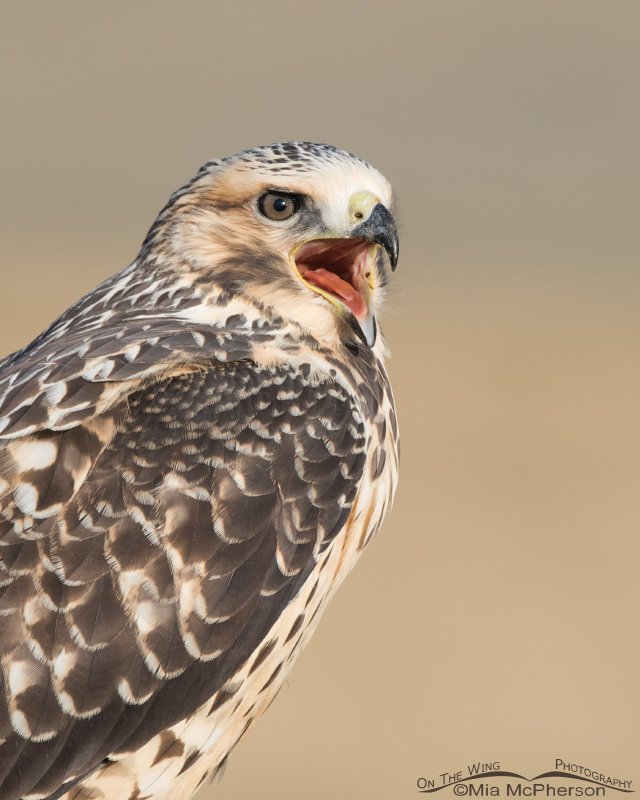 Calling juvenile Swainson's Hawk
