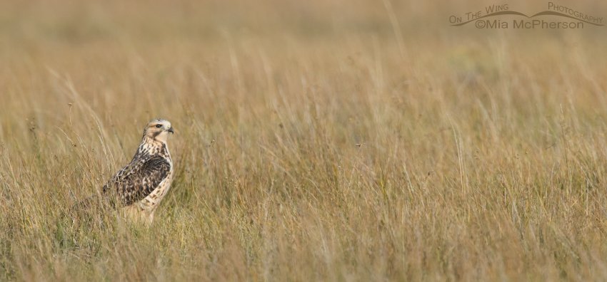 Juvenile Swainson's Hawk in the grasses in lovely light