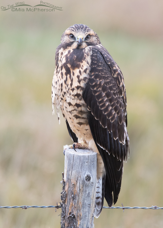 Head on stare from a juvenile Swainson's Hawk