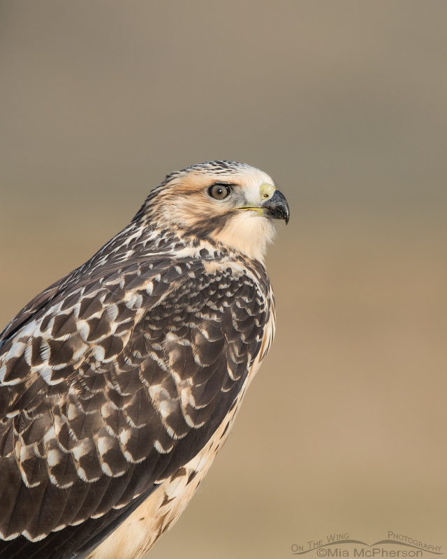 Portrait of a Swainson's Hawk light morph juvenile
