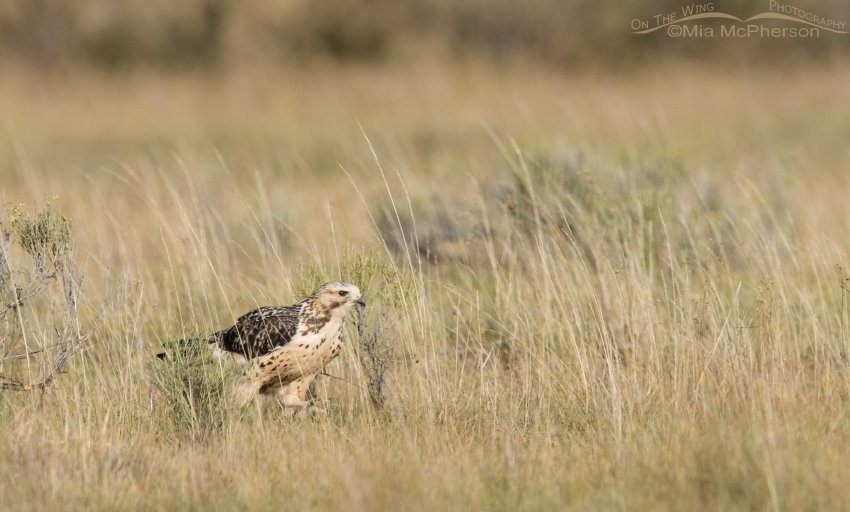 Juvenile Swainson's Hawk running on the ground after prey