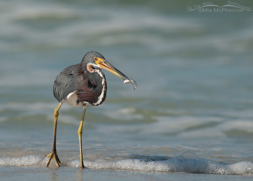 Tricolored Heron with prey