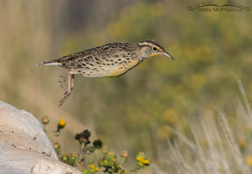 Leaping Western Meadowlark