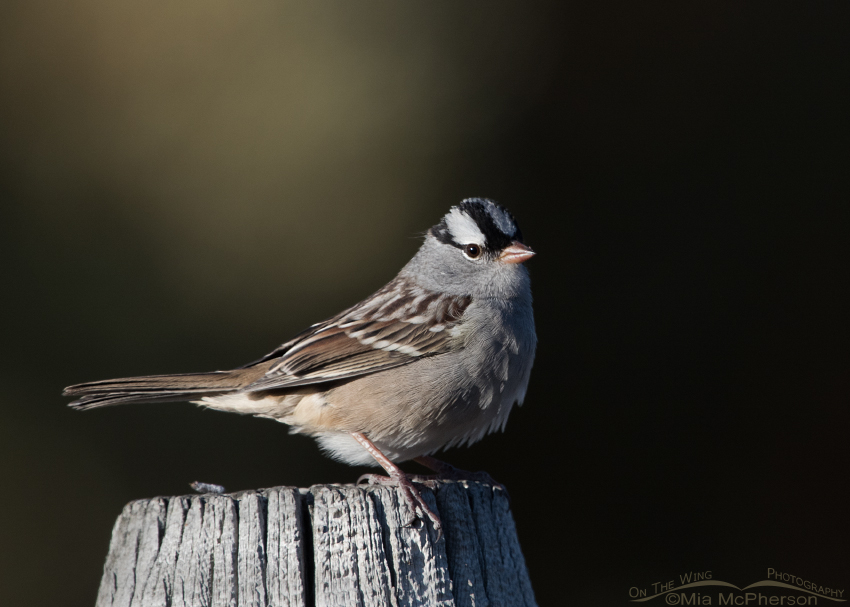 Adult Interior West White-crowned Sparrow