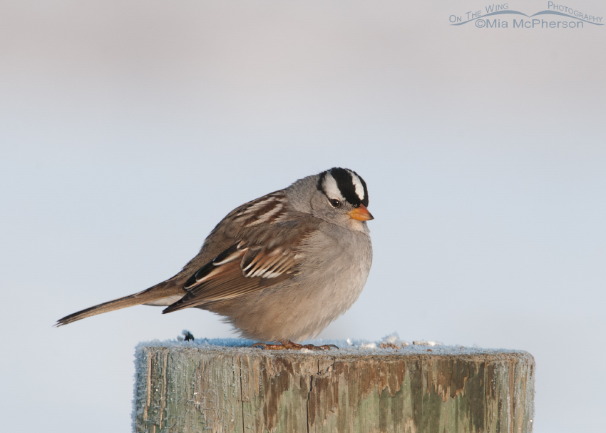 Adult White-crowned Sparrow on a cold winter day perched on a frosty post, Farmington Bay WMA, Davis County, Utah