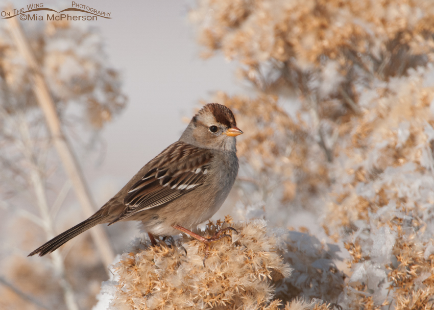 Juvenile White-crowned Sparrow perched on frost covered Rabbitbrush