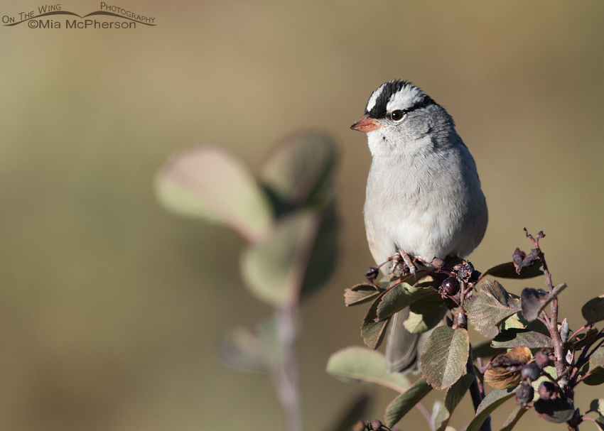 Interior West White-crowned Sparrow perched on Western Serviceberry