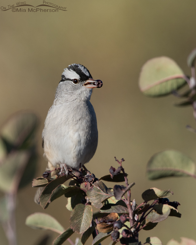 White-crowned Sparrow with a Western Serviceberry