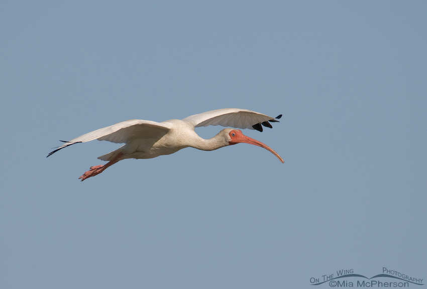 White Ibis in flight over Fort De Soto