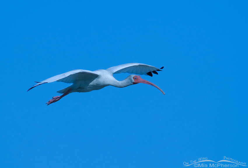 White Ibis in flight - Wrong White Balance