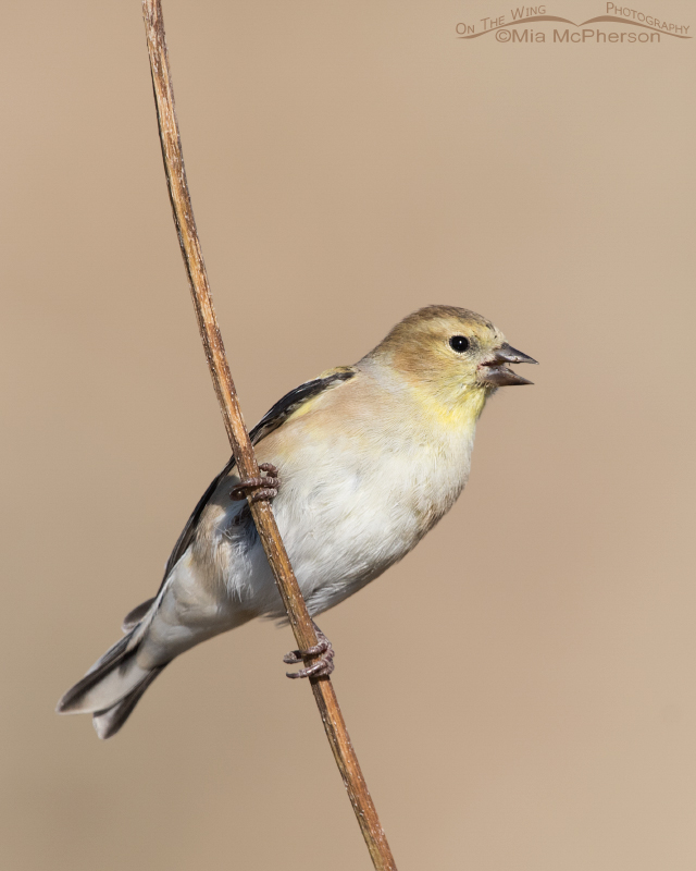 American Goldfinch eating a sunflower seed
