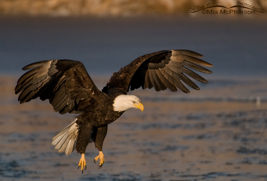 Bald Eagle landing on Bear River Christmas Day 2012, Bear River Migratory Bird Refuge, Box Elder County, Utah