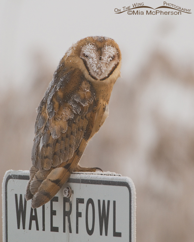 Frost covered Barn Owl