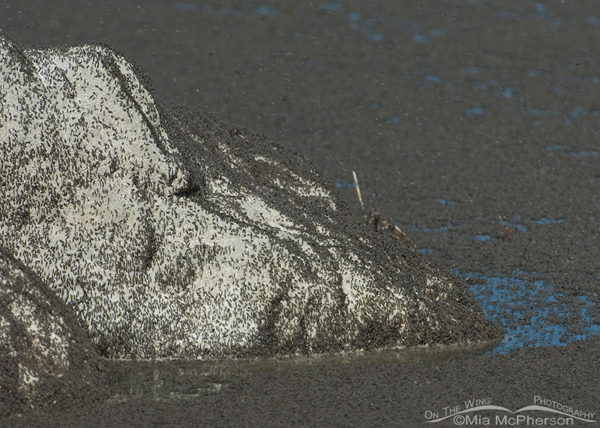 Brine Flies on the shoreline of the Great Salt Lake