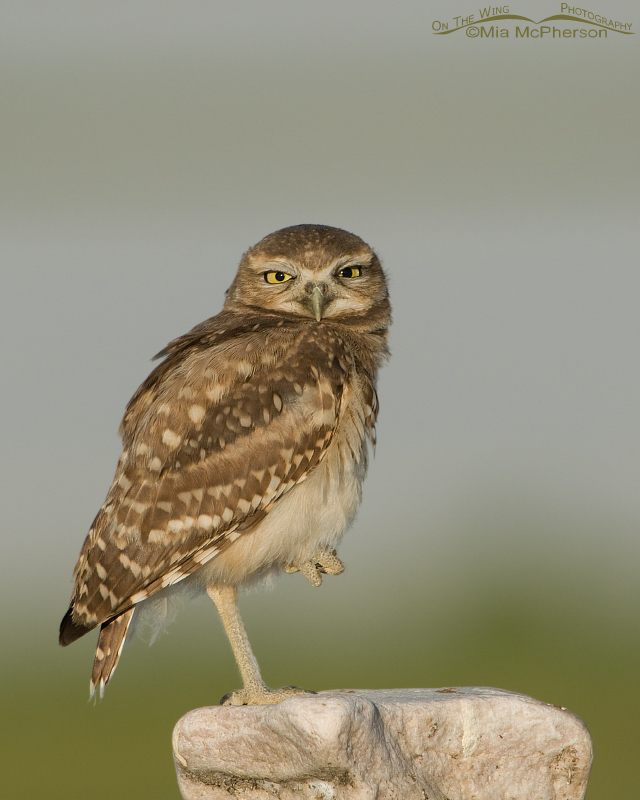 Juvenile Burrowing Owl looking right at me