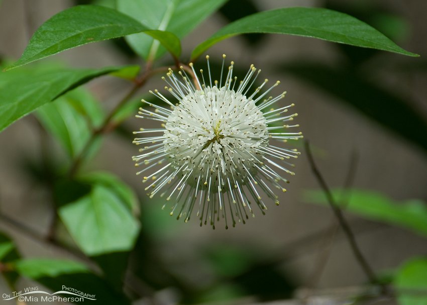Buttonbush, Sawgrass Lake Park, Pinellas County, Florida