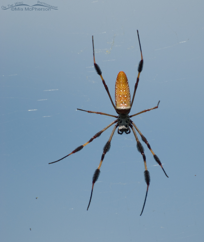 Female Golden-silk Spider against a blue sky